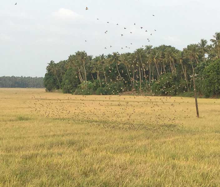 Shanti Nilayam Nature
